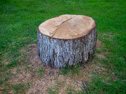 Best Tree Cabling and Bracing  in Mountain Lodge Park, NY