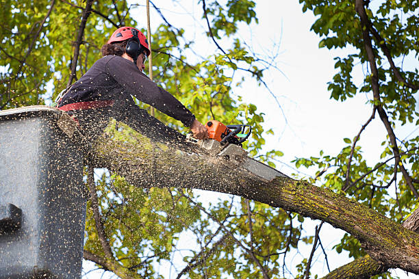 Professional Tree Care in Mountain Lodge Park, NY