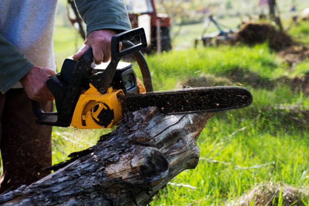 Best Tree Removal  in Mountain Lodge Park, NY